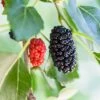 Dwarf Mulberry -Alpha Shop mulberry product