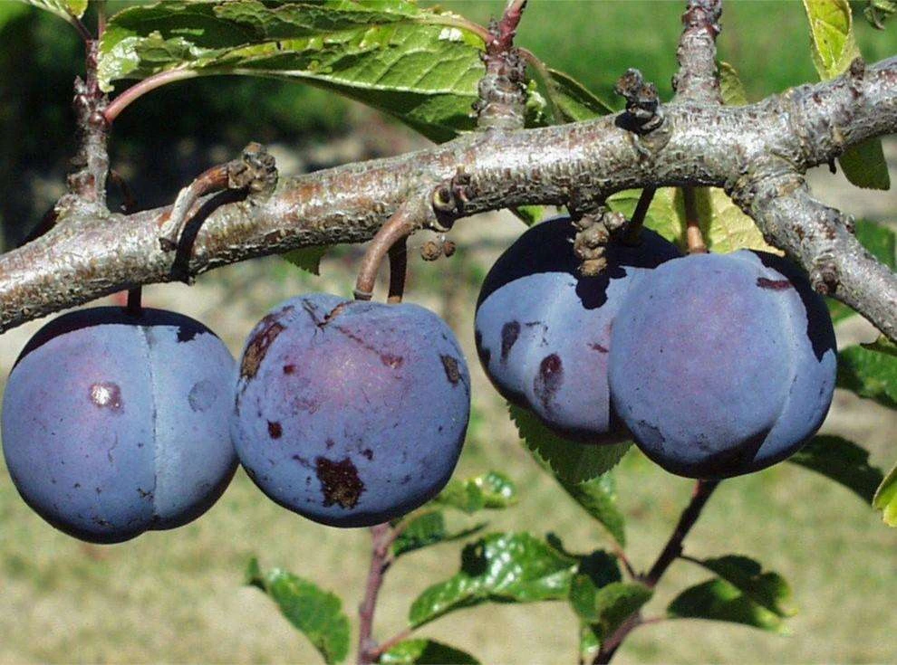 Purple Gage European Plum 3 Purple Gage European Plum