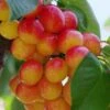 Rainier Cherry -Alpha Shop rainier cherry 1