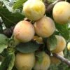 Reine De Mirabelle European Plum 1 Reine De Mirabelle European Plum -Alpha Shop reine mirabelle 1