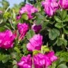 Rosa Rugosa 'Rubra' -Alpha Shop rose 1