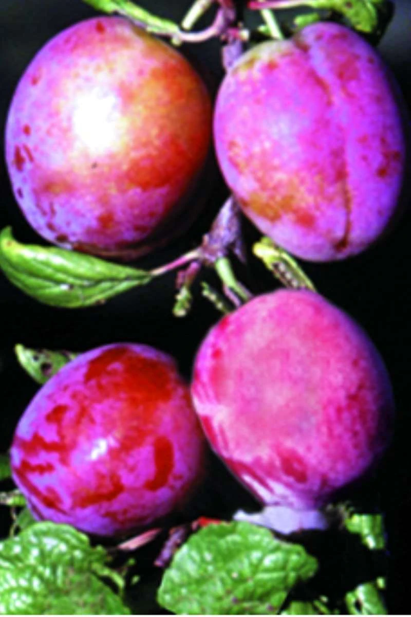 Rosy Gage™ European Plum 3 Rosy Gage™ European Plum