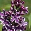Syringa Sensation Lilac -Alpha Shop sensation