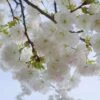 Mt. Fuji Flowering Cherry 1 Mt. Fuji Flowering Cherry -Alpha Shop shutterstock 1372338206 1