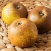 Egremont Russet Apple -Alpha Shop shutterstock 1548607520 1