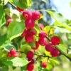 Dolgo Crabapple 1 Dolgo Crabapple -Alpha Shop shutterstock 1664375074 1