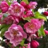 Pink Cloud Crabapple 2 Pink Cloud Crabapple -Alpha Shop shutterstock 1689034981 1