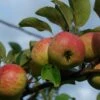 Rubinette Apple -Alpha Shop shutterstock 1700562049 1