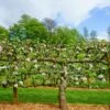3 Tier Apple Espalier Combo Tree (3 Varieties) 1 3 Tier Apple Espalier Combo Tree (3 Varieties) -Alpha Shop shutterstock 310804814 1 1