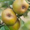Ashmead's Kernel Apple -Alpha Shop shutterstock 511724 2 1