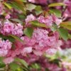 Kwanzan Flowering Cherry -Alpha Shop shutterstock 70266937 kwanzan blossoms 2 1
