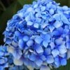 Forever Blue Hydrangea -Alpha Shop shutterstock 90050737 1