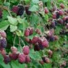 Marionberry -Alpha Shop shutterstock image 4 1 1 1
