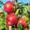 Early Pink Lady Apple -Alpha Shop shutterstock image 943b9d3d e7a9 422a 8518 cd4d734f9699 1