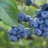 Razz ™ Blueberry -Alpha Shop shutterstock 1192869643
