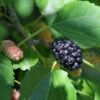 Wellington Mulberry 1 Wellington Mulberry -Alpha Shop shutterstock 1199642386