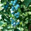 Alpha Sunshine Blue Blueberry -Alpha Shop shutterstock 447173914 1