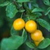 Mirabelle De Nancy European Plum -Alpha Shop shutterstock 475989046