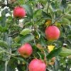 Foxwhelp Cider Apple 1 Foxwhelp Cider Apple -Alpha Shop shutterstock 585414392