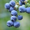 Bushel And Berry® Perpetua® Blueberry -Alpha Shop shutterstock 58923367 1