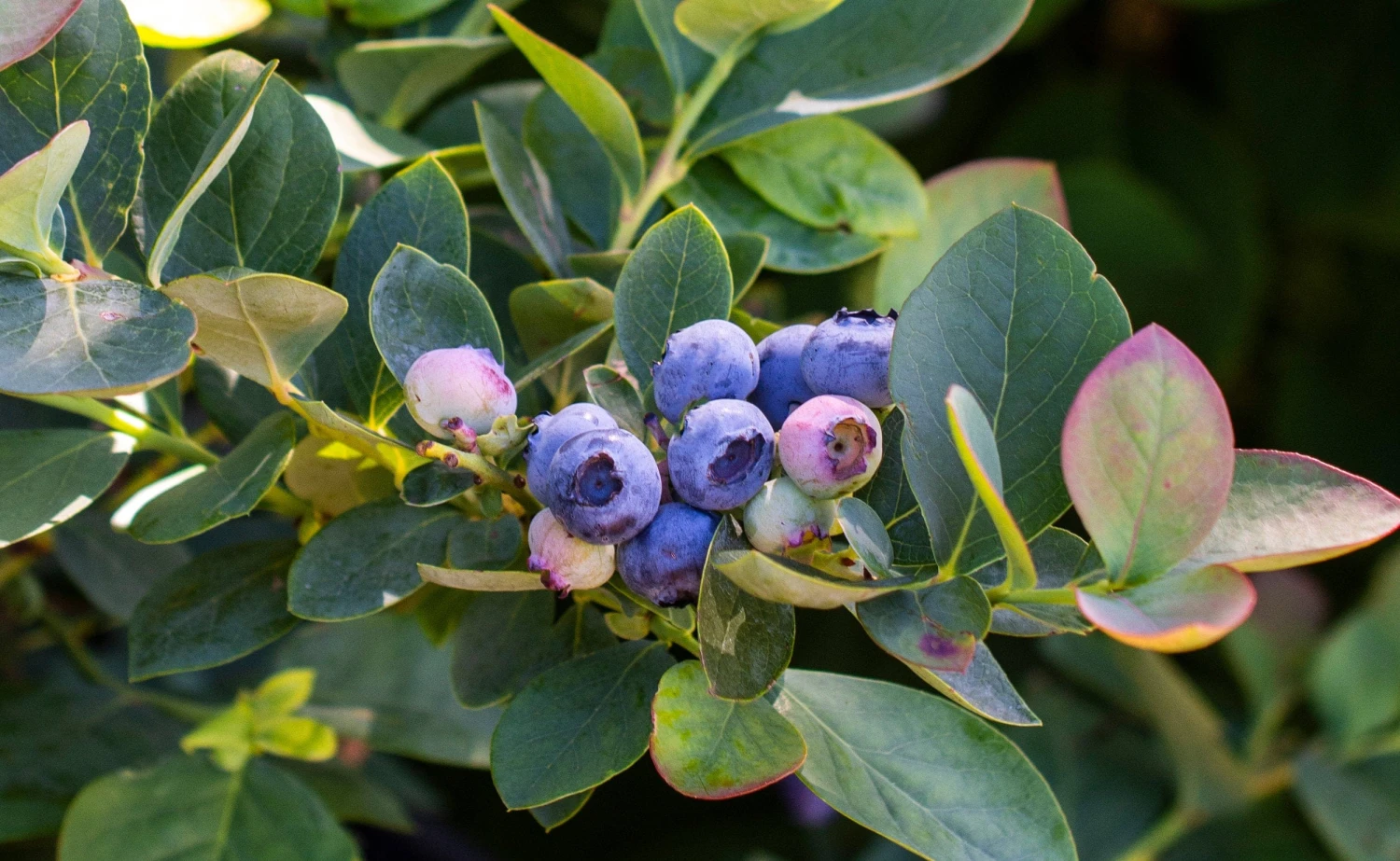 Bushel And Berry® Silver Dollar® Blueberry 3 Bushel And Berry® Silver Dollar® Blueberry
