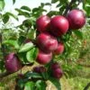 Honeycrisp And Spartan Apple Bundle (3 Trees) 2 Honeycrisp And Spartan Apple Bundle (3 Trees) -Alpha Shop spartan apple tree p94 984 zoom 1024x1024 b9308095 4f6d 4618 af72 d48accb7619a