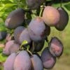 Stanley European Plum 1 Stanley European Plum -Alpha Shop stanley 1