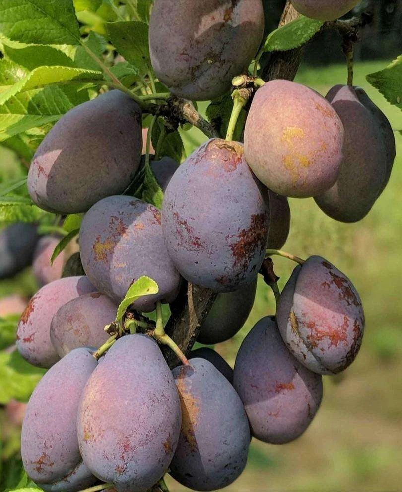Stanley European Plum 3 Stanley European Plum