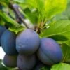Combo European Plum Tree (5 Varieties) -Alpha Shop stanley plum 2 4f06ff11 b592 49c3 b51f abdeb058e617