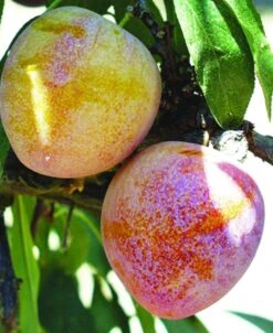 Superior Asian Hybrid Plum