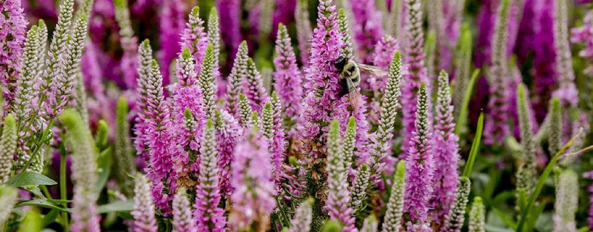 Front Page -Alpha Shop banner906